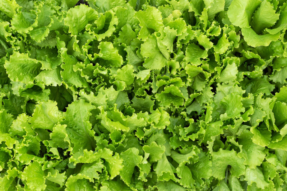 Healthy lettuce growing in the garden, showcasing the benefits of Soil Smiles organic fertilizer.
