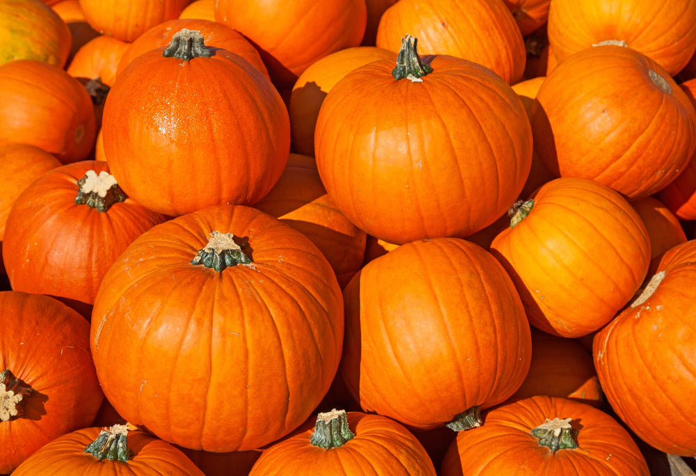 A bountiful harvest of large, orange pumpkins, demonstrating the abundant yield achieved with Soil Smiles organic fertilizer.