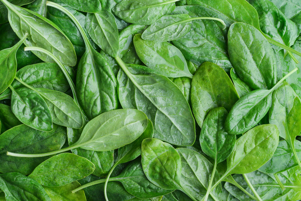 A bountiful harvest of spinach, demonstrating the abundant yield achieved with Soil Smiles organic fertilizer.