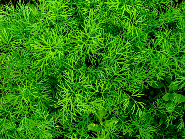 A bountiful harvest of dill for pickling, showcasing healthy growth with Soil Smiles organic fertilizer.