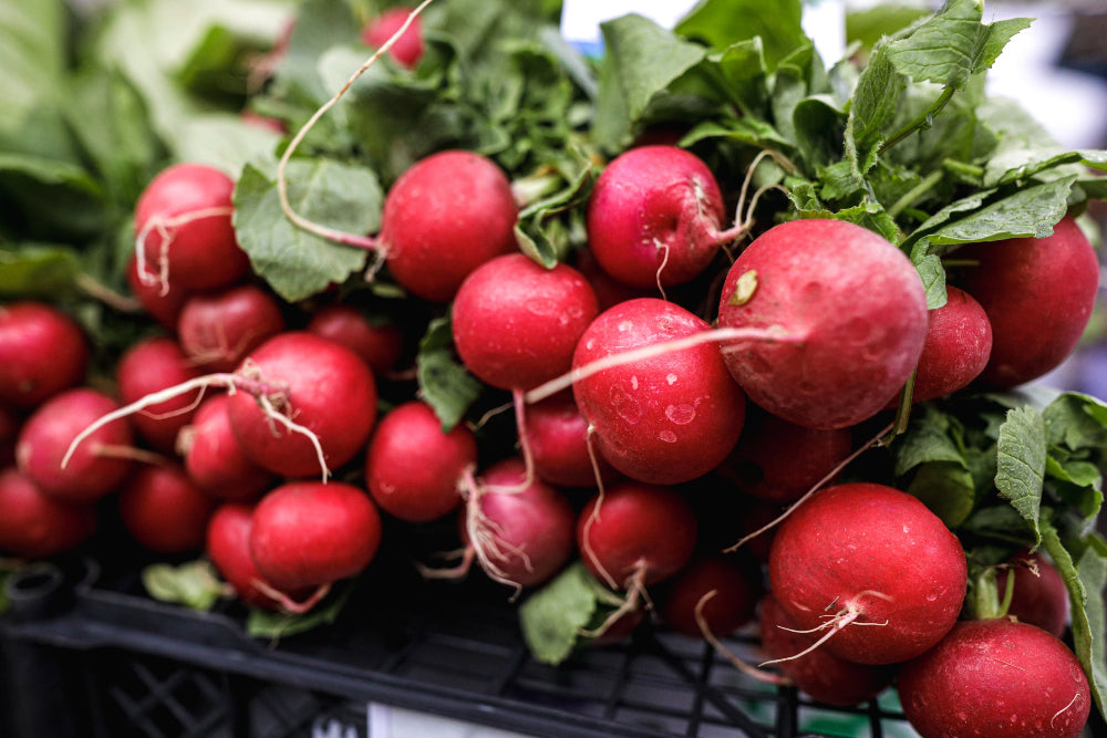 Freshly harvested radishes, showcasing the results of using Soil Smiles organic fertilizer.