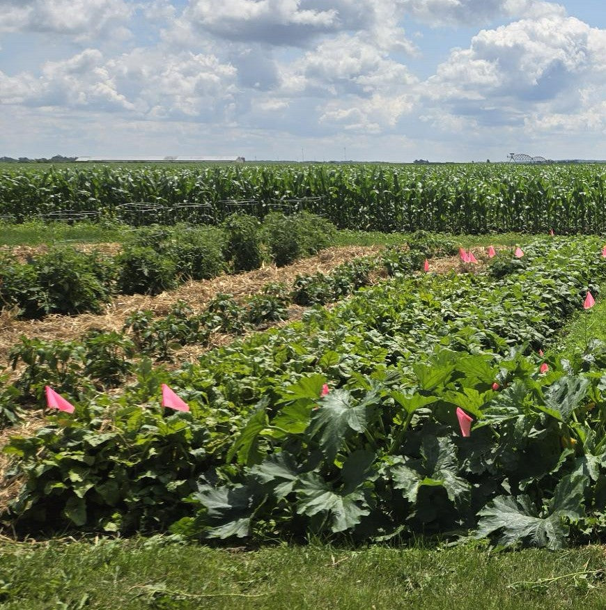 Lush garden grown with Soil Smiles chicken manure pellets