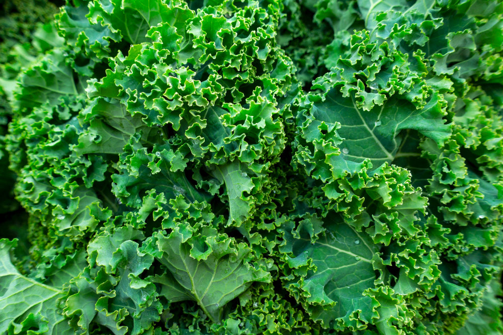 Healthy kale growing in the garden, showcasing the benefits of Soil Smiles organic fertilizer.