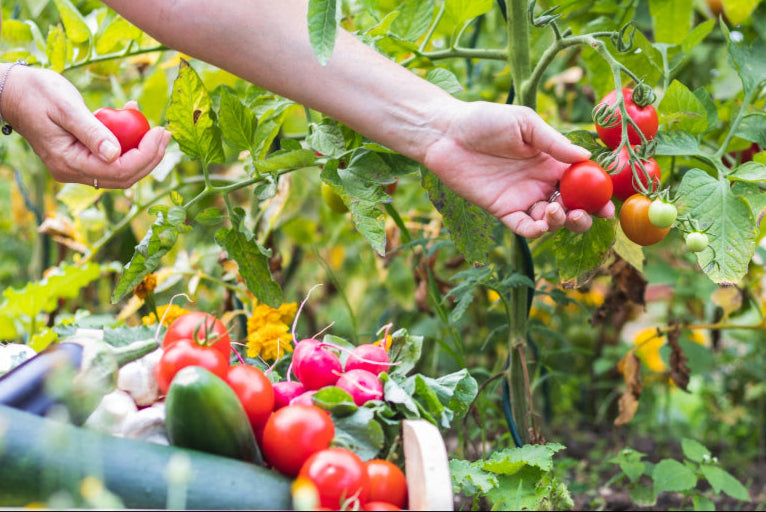 A woman's hands picking ripe tomatoes, with other freshly harvested vegetables in a box, showcasing the results of using Soil Smiles organic fertilizer.