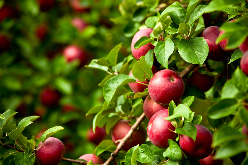 Abundant ripe apples on the tree, showcasing healthy growth with Soil Smiles organic fertilizer.