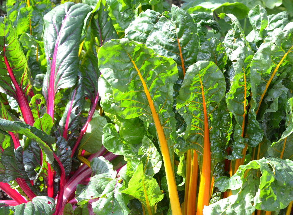 Healthy Swiss chard growing in the garden, showcasing the benefits of Soil Smiles organic fertilizer.