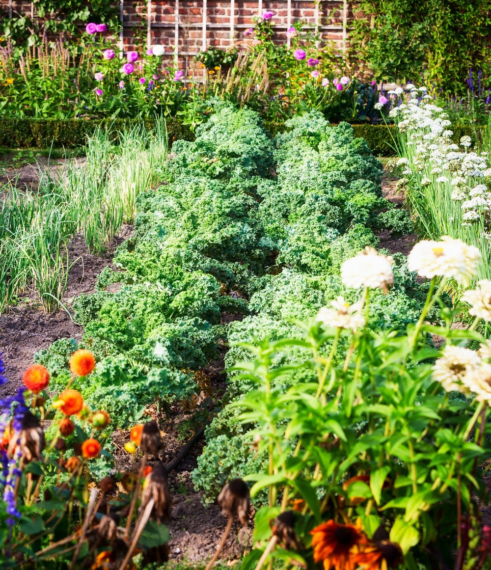Garden featuring flowers, vegetables and other thriving plants nourished with all-natural Soil Smiles chicken manure pellets.