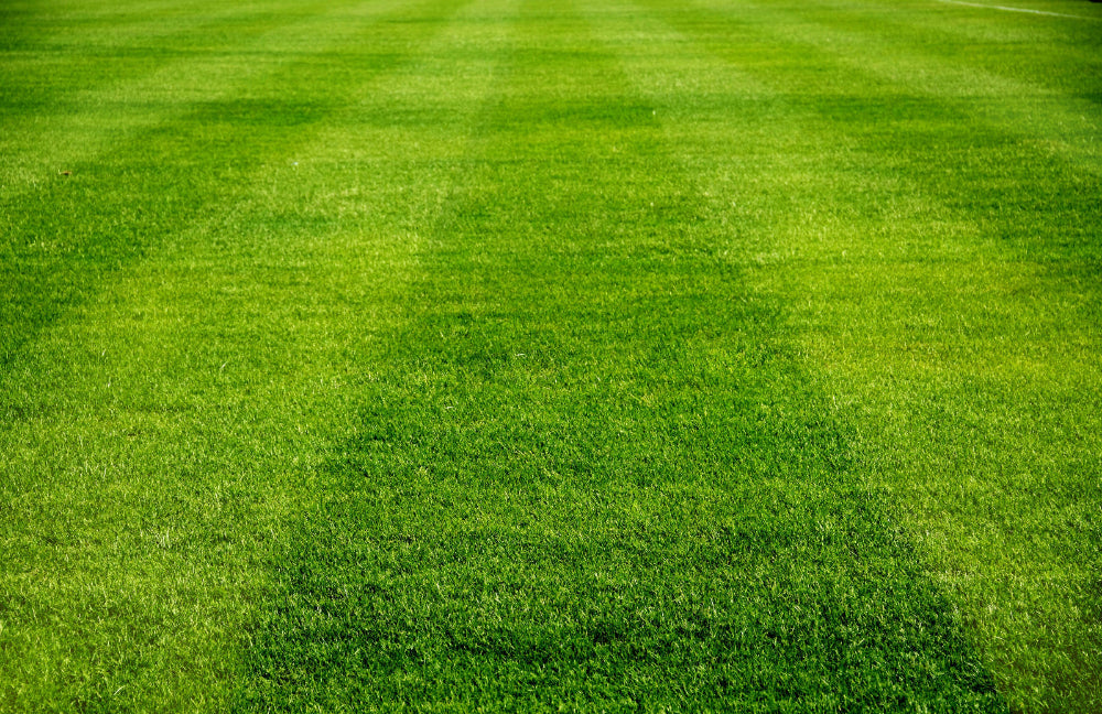 Soil Smiles Organic Chicken Manure Pellets for Lawns