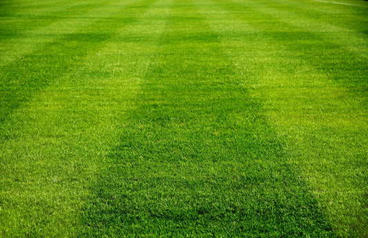 Soil Smiles Organic Chicken Manure Pellets for Lawns