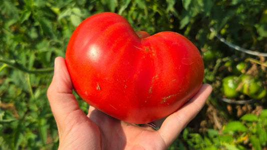 Tomato grown in our own garden using Soil Smiles Organic Chicken Manure Pellets