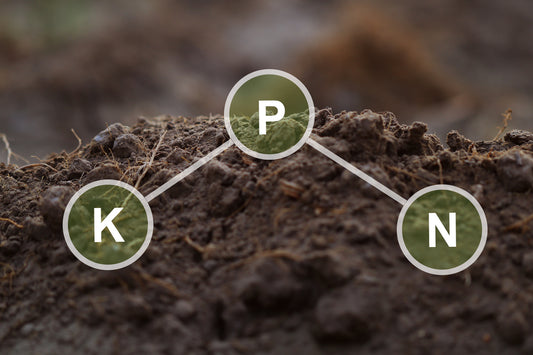 What is NPK, its Benefits and How Do I Use it To Help My Plants Grow?