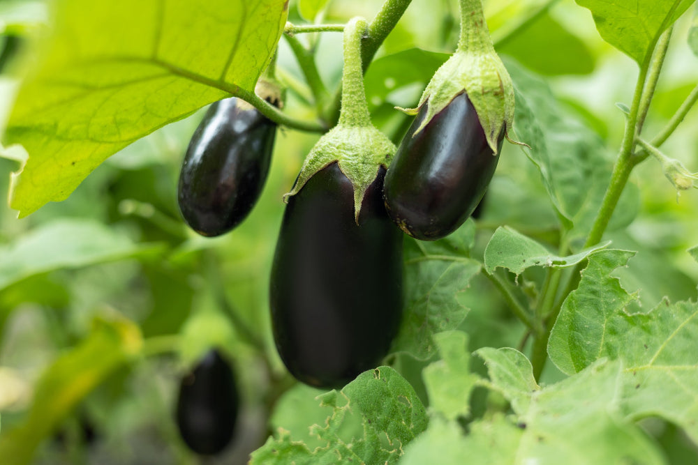 An eggplant plant laden with ripe eggplants, demonstrating the abundant yield achieved with Soil Smiles organic fertilizer.