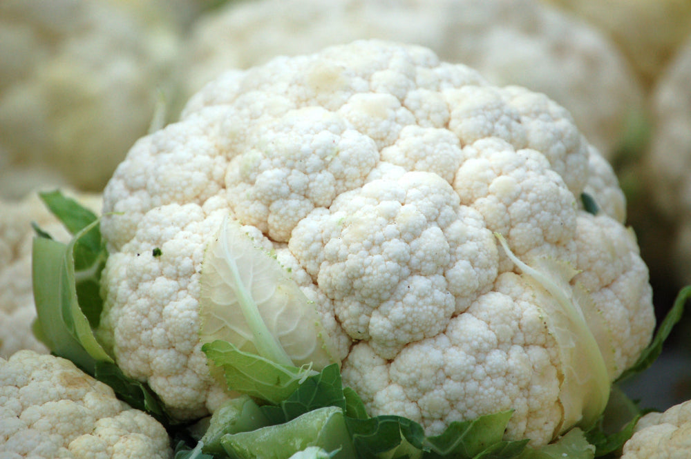 A close-up of a harvested head of cauliflower, showcasing healthy growth with Soil Smiles organic fertilizer.