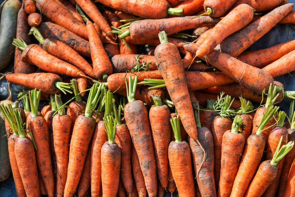 Freshly harvested carrots, showcasing the results of using Soil Smiles organic fertilizer.