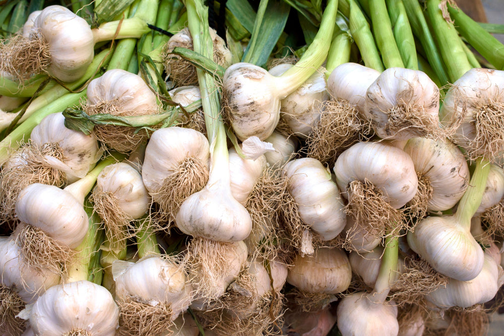 A bountiful harvest of freshly harvested garlic bulbs, showcasing the results of using Soil Smiles organic fertilizer.