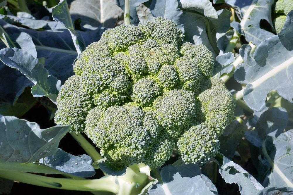 A close-up of a large head of broccoli, demonstrating the impressive size and quality achieved with Soil Smiles organic fertilizer.