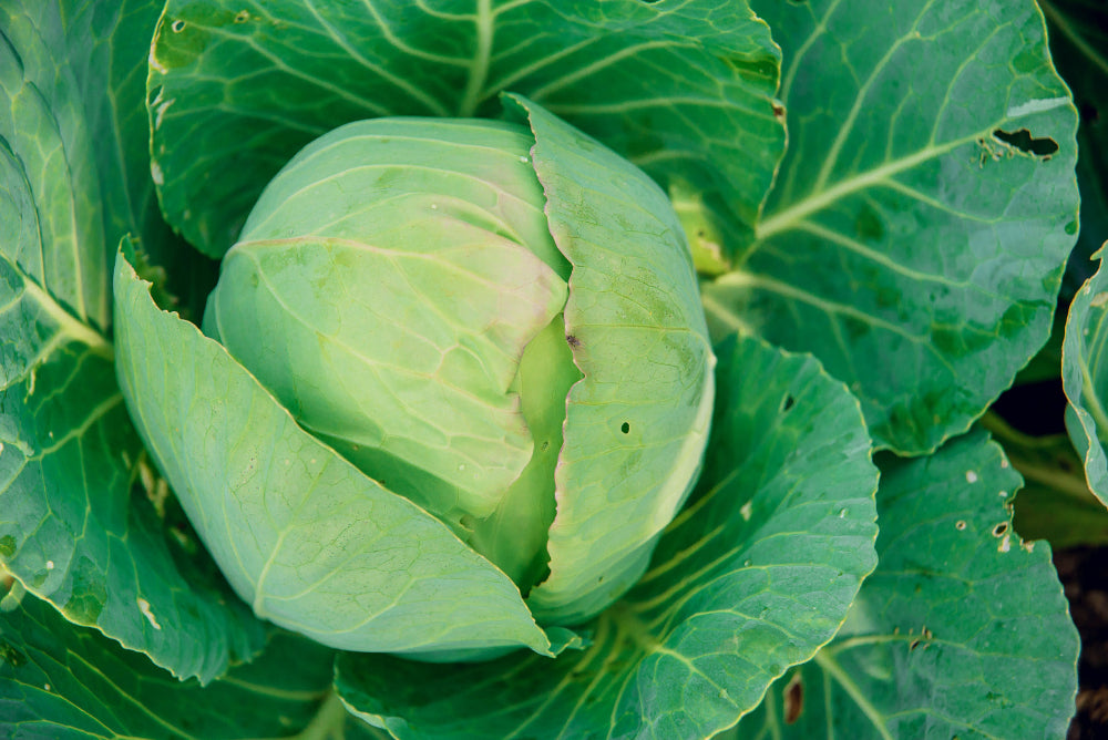 A close-up of a cabbage head growing on the plant, showcasing healthy growth with Soil Smiles organic fertilizer.