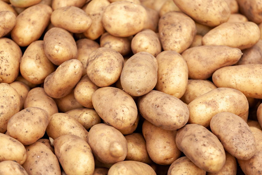 A pile of large, freshly harvested potatoes grown using Soil Smiles natural organic chicken manure pellets fertilizer, showcasing their size and quality.