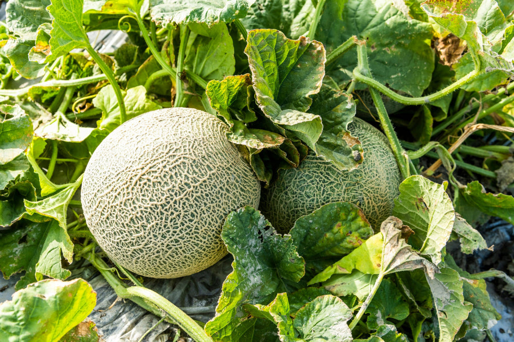 Muskmelons growing on the vine, showcasing healthy growth with Soil Smiles organic fertilizer.