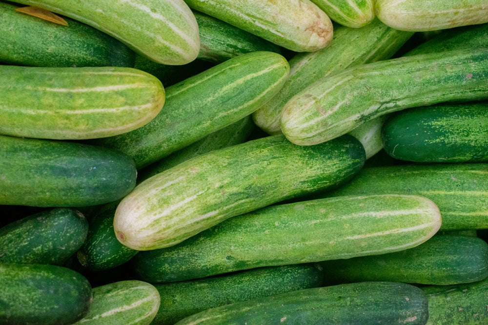 A bountiful harvest of cucumbers, demonstrating the abundant yield achieved with Soil Smiles organic fertilizer.