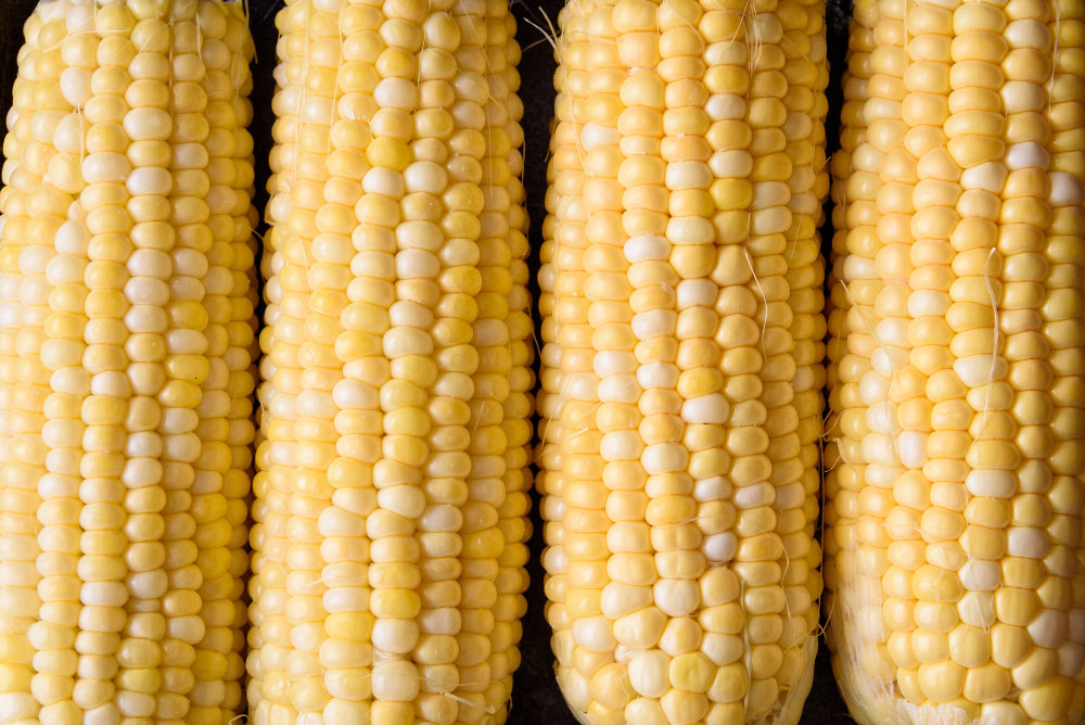 Cleaned ears of sweet corn arranged in a row, showcasing golden kernals grown with Soil Smiles natural organic chicken manure pellets fertilizer