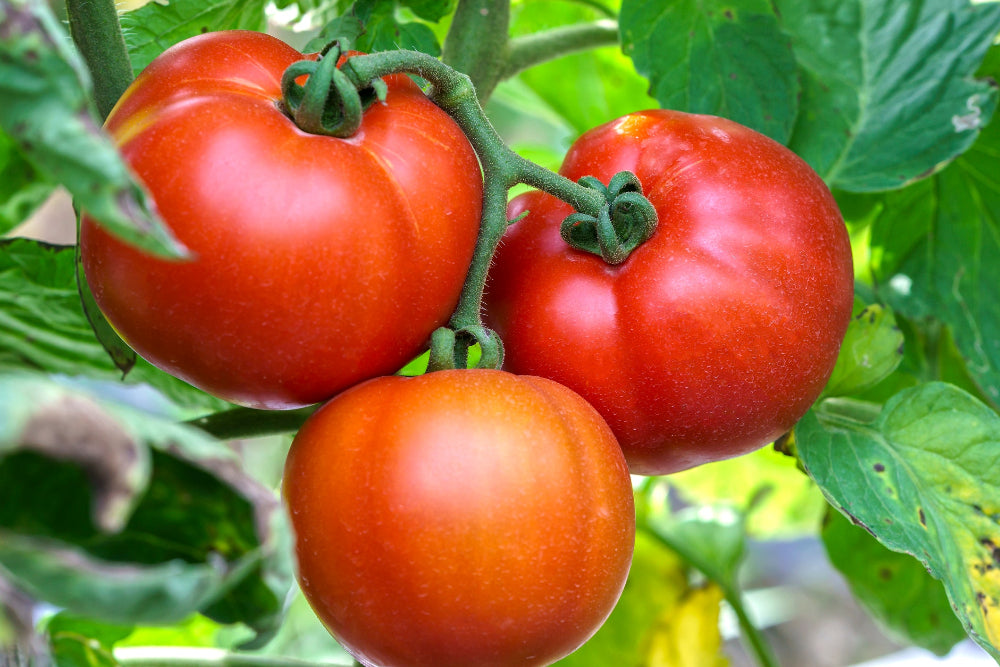 Three large, ripe tomatoes on the vine, grown using Soil Smiles natural organic chicken manure pellets fertilizer, showcasing vibrant red color and healthy growth.