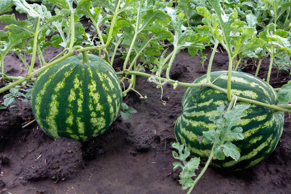 Healthy watermelon plants with multiple developing watermelons, showcasing the vigorous growth promoted by Soil Smiles organic fertilizer.